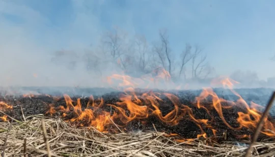 Біля Дубровиці підпалили сухостій (ФОТО)