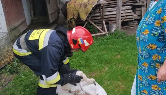 На Рівненщині повернули у гніздо лелеченят, яких скинуло через негоду
