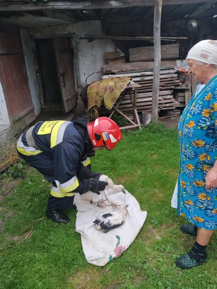 Ви зараз переглядаєте На Рівненщині повернули у гніздо лелеченят, яких скинуло через негоду
