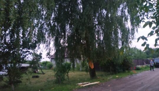 На Рівненщині блискавка вдарила в дерево: його довелось зрізати (ФОТО)