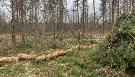 На Рівненщині вилучили понад пів тисячі «кубів» деревини