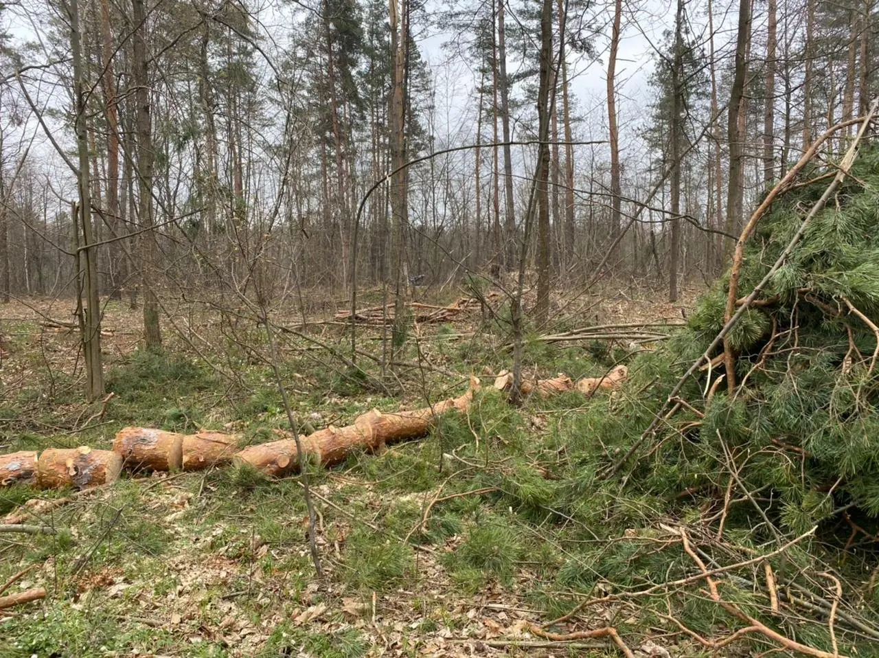Ви зараз переглядаєте На Рівненщині вилучили понад пів тисячі «кубів» деревини