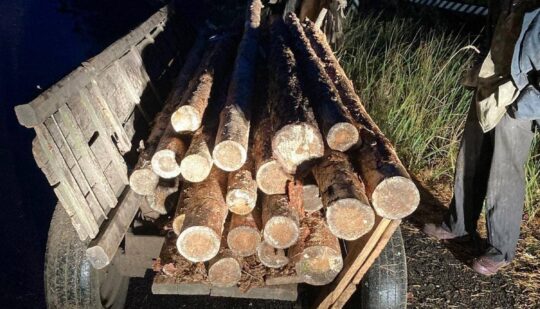 На Рівненщині поліцейські затримали чоловіків, які вирізали сосни та незаконно видобували бурштин