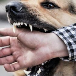 На Рівненщину надійде понад 2,5 тисяч доз вакцини проти сказу: кому треба щепитись?