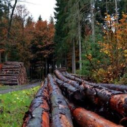 На Рівненщині звільнять усіх директорів лісгоспів через корупцію