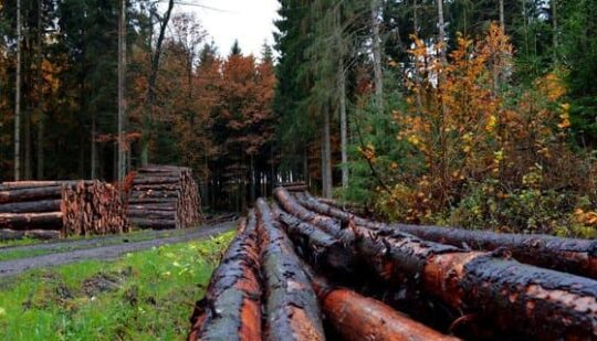 На Рівненщині звільнять усіх директорів лісгоспів через корупцію