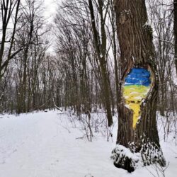 Голосіївський ліс взимку – цікаві маршрути та зимові фото